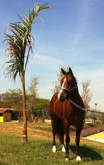 DUAL CHELO RLE
